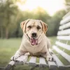 arya_the_needy_lab