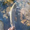king.fisher26