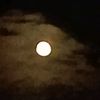 falllli2