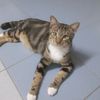 hanafi.hanafi035
