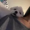 dogbullchiumay