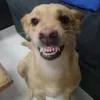 itsyaboydogy