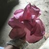 somun.miya6