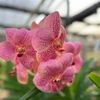 patana_orchid
