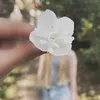 anne_li07