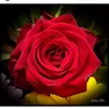 ppp2524