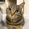 kanikoo_3