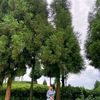 srishtilimbu45