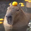 capybara_orange2