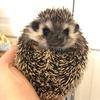 king.hedgehog_