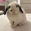 Bailey the Bunny