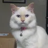 krimeow7