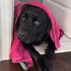 Tallie the English Lab