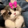 orang_co.mel
