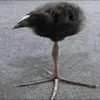 tadas.kos