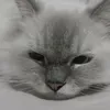 zhilonpogi.com