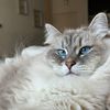 misha_siberian