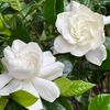 laith_ahmad_88