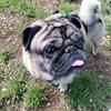 .diego_the_pug