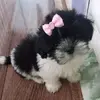 vendo_shihtzu