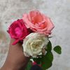 r_roha23