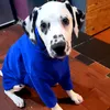 clarencethedalmatian