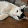 chloeilovemycat