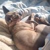 lleyton_acklin