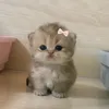 kishaaaa911