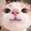 cupckaesxx