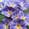 nur.asma747