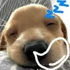 duyvulive2
