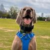 weimaraner_finn