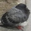 beaterde