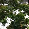 anwartaslim120685_