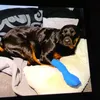 wolf_therian_onpaws