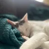 ferretymod