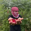 musa_qzhlul