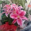 rosemary.vichetti