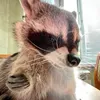 raccoonabeth