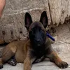 roy_malinois