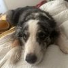 unitethepets