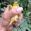 Wahyu 🐦905🐦