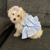 maryjanethemaltipoo