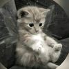 mely_9990