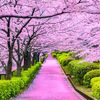 sakura__197