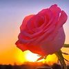 rima.rima3458