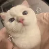 wa._281
