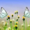 marguerite2287