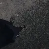 levi0182x